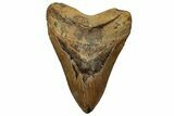 Huge, Fossil Megalodon Tooth - North Carolina #328415-1